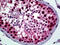 YY1 Transcription Factor antibody, 51-818, ProSci, Immunohistochemistry frozen image 