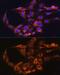 Fc Fragment Of IgG Receptor And Transporter antibody, GTX64528, GeneTex, Immunofluorescence image 