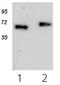 Cytokine receptor-like factor 2 antibody, AM10162PU-N, Origene, Western Blot image 