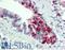 Secretory Leukocyte Peptidase Inhibitor antibody, LS-B11140, Lifespan Biosciences, Immunohistochemistry frozen image 