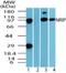 DDB1- and CUL4-associated factor 6 antibody, NB100-56434, Novus Biologicals, Western Blot image 