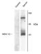 Mitogen-Activated Protein Kinase Kinase 1 antibody, AHP904, Bio-Rad (formerly AbD Serotec) , Western Blot image 