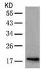 p18 antibody, TA321718, Origene, Western Blot image 