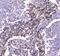 Caseinolytic Mitochondrial Matrix Peptidase Proteolytic Subunit antibody, A01117-1, Boster Biological Technology, Immunohistochemistry frozen image 