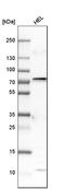 Prostaglandin-Endoperoxide Synthase 1 antibody, HPA002834, Atlas Antibodies, Western Blot image 