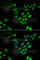 Nuclear Transport Factor 2 antibody, A7057, ABclonal Technology, Immunofluorescence image 