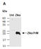 Zika Virus antibody, R3771-3, Abiocode, Western Blot image 