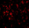 SCO Cytochrome C Oxidase Assembly Protein 2 antibody, 4045, ProSci, Immunofluorescence image 