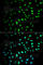 CD27 Molecule antibody, A1945, ABclonal Technology, Immunofluorescence image 