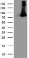 F-Box Protein 21 antibody, TA504013, Origene, Western Blot image 