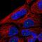 Zinc Finger Protein 140 antibody, PA5-61714, Invitrogen Antibodies, Immunofluorescence image 