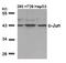 Jun Proto-Oncogene, AP-1 Transcription Factor Subunit antibody, 79-273, ProSci, Western Blot image 