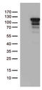 MCF.2 Cell Line Derived Transforming Sequence antibody, CF812542, Origene, Western Blot image 