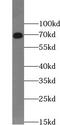 Ubiquilin 3 antibody, FNab09206, FineTest, Western Blot image 