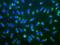 Ubiquitin-40S ribosomal protein S27a antibody, PA3-16717, Invitrogen Antibodies, Immunofluorescence image 