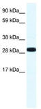 Annexin A4 antibody, TA341702, Origene, Western Blot image 