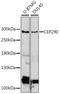 Centrosomal Protein 290 antibody, 16-454, ProSci, Western Blot image 