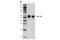 His tag antibody, 82437S, Cell Signaling Technology, Immunoprecipitation image 