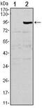 Ocif antibody, MA5-15726, Invitrogen Antibodies, Western Blot image 