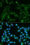 14 kDa phosphohistidine phosphatase antibody, LS-C331276, Lifespan Biosciences, Immunofluorescence image 