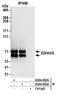 Zinc Finger DHHC-Type Containing 5 antibody, A304-652A, Bethyl Labs, Immunoprecipitation image 