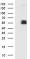 Sialic acid-binding Ig-like lectin 7 antibody, TA507378, Origene, Western Blot image 