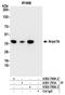Actin Related Protein 2/3 Complex Subunit 1B antibody, A302-780A, Bethyl Labs, Immunoprecipitation image 