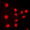 Leucine Rich Repeat Containing G Protein-Coupled Receptor 4 antibody, orb101327, Biorbyt, Immunofluorescence image 