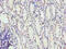 Protein FAM3B antibody, A62562-100, Epigentek, Immunohistochemistry paraffin image 