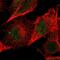 Zinc Finger Protein 267 antibody, PA5-52005, Invitrogen Antibodies, Immunofluorescence image 