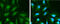 DBP antibody, GTX109955, GeneTex, Immunofluorescence image 