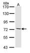 Cytoplasmic dynein 1 intermediate chain 2 antibody, PA5-22229, Invitrogen Antibodies, Western Blot image 