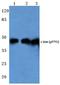 Jun Proto-Oncogene, AP-1 Transcription Factor Subunit antibody, A02038T91, Boster Biological Technology, Western Blot image 
