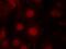 Forkhead Box O4 antibody, GTX50197, GeneTex, Immunofluorescence image 