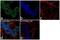 ETS-related transcription factor Elf-5 antibody, 720380, Invitrogen Antibodies, Immunocytochemistry image 