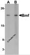 Bcl2 Modifying Factor antibody, 3029, ProSci Inc, Western Blot image 