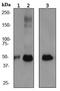 Pabp2 antibody, ab75855, Abcam, Western Blot image 