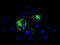 Mitochondrial Translational Release Factor 1 Like antibody, TA501013, Origene, Immunofluorescence image 