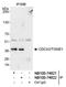 Cell division cycle-associated protein 3 antibody, NB100-74621, Novus Biologicals, Western Blot image 