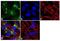 Vesicle Associated Membrane Protein 4 antibody, GTX23348, GeneTex, Immunocytochemistry image 
