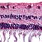 Retinal G Protein Coupled Receptor antibody, orb85353, Biorbyt, Immunohistochemistry paraffin image 