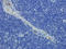 Interferon Alpha 13 antibody, orb319058, Biorbyt, Immunohistochemistry paraffin image 