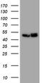 SERPINE1 MRNA Binding Protein 1 antibody, CF800686, Origene, Western Blot image 