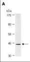 Hemojuvelin BMP Co-Receptor antibody, orb66746, Biorbyt, Western Blot image 