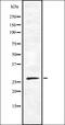 Olfactory Receptor Family 10 Subfamily X Member 1 (Gene/Pseudogene) antibody, orb337483, Biorbyt, Western Blot image 