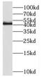 Regulator of G-protein signaling 5 antibody, FNab07272, FineTest, Western Blot image 