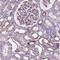 Sperm Antigen With Calponin Homology And Coiled-Coil Domains 1 Like antibody, HPA070614, Atlas Antibodies, Immunohistochemistry paraffin image 