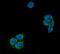 Ubiquitin carboxyl-terminal hydrolase 21 antibody, A06639-1, Boster Biological Technology, Immunofluorescence image 