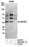 HDJ1 antibody, A305-245A, Bethyl Labs, Immunoprecipitation image 
