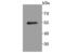 Placenta growth factor antibody, A01164-3, Boster Biological Technology, Western Blot image 